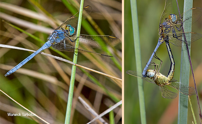 Dragonfly, Orthetrum abbotti